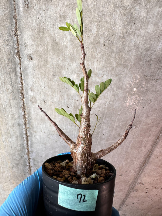 【現品限り】センナ・メリディオナリス 実生【A72】 Senna meridionalis