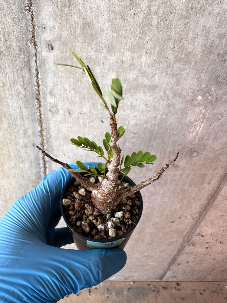 【現品限り】センナ・メリディオナリス 実生【A72】 Senna meridionalis