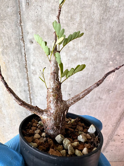 【現品限り】センナ・メリディオナリス 実生【A72】 Senna meridionalis