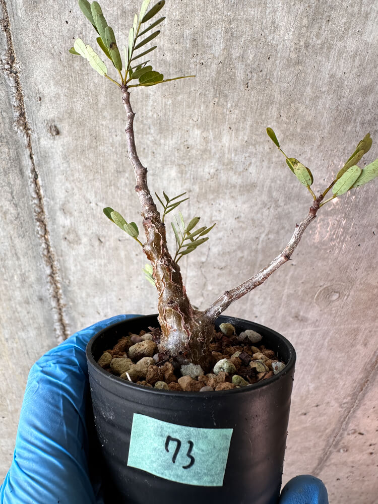 【現品限り】センナ・メリディオナリス 実生【A73】 Senna meridionalis