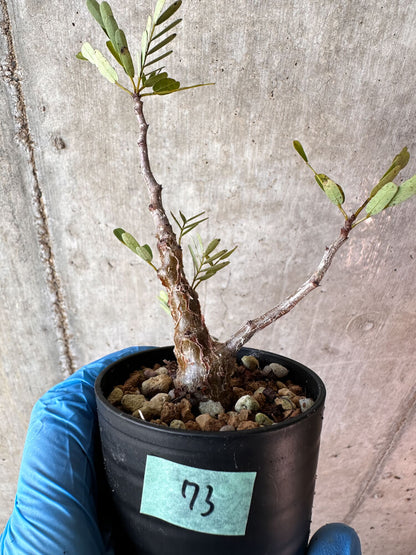 【現品限り】センナ・メリディオナリス 実生【A73】 Senna meridionalis