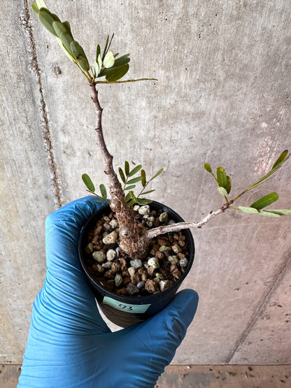 【現品限り】センナ・メリディオナリス 実生【A73】 Senna meridionalis