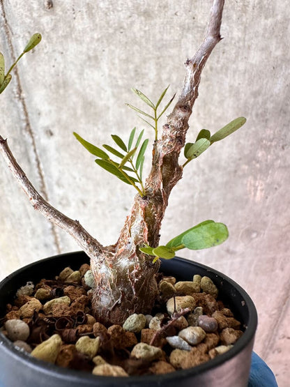 【現品限り】センナ・メリディオナリス 実生【A73】 Senna meridionalis