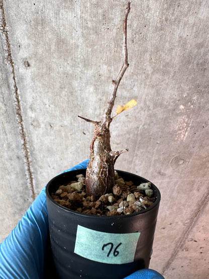 【現品限り】センナ・メリディオナリス 実生【A76】 Senna meridionalis