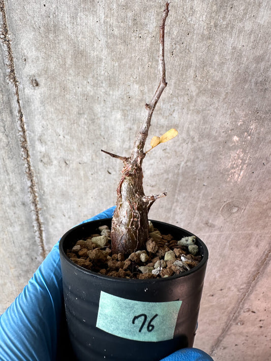 【現品限り】センナ・メリディオナリス 実生【A76】 Senna meridionalis