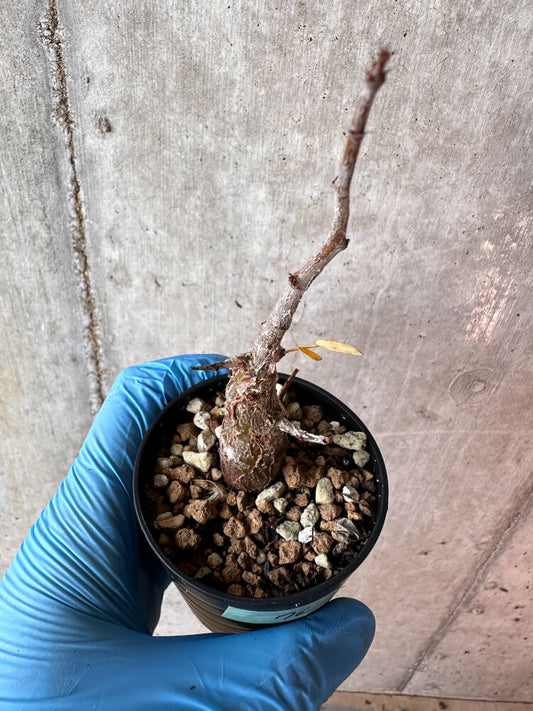 【現品限り】センナ・メリディオナリス 実生【A76】 Senna meridionalis