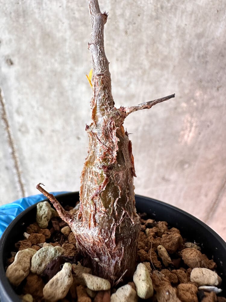 【現品限り】センナ・メリディオナリス 実生【A76】 Senna meridionalis