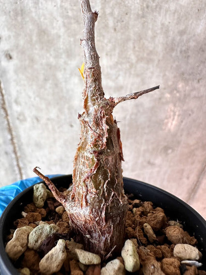 【現品限り】センナ・メリディオナリス 実生【A76】 Senna meridionalis