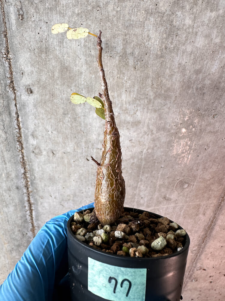 【現品限り】センナ・メリディオナリス 実生【A77】 Senna meridionalis