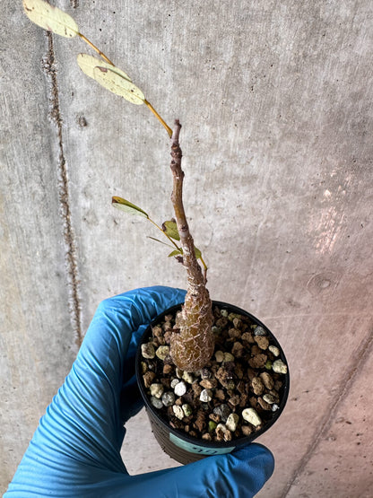 【現品限り】センナ・メリディオナリス 実生【A77】 Senna meridionalis