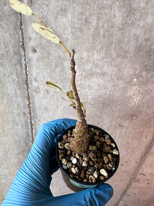 【現品限り】センナ・メリディオナリス 実生【A77】 Senna meridionalis