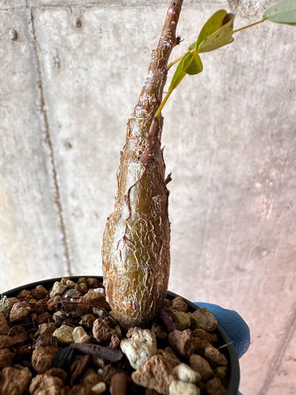 【現品限り】センナ・メリディオナリス 実生【A77】 Senna meridionalis