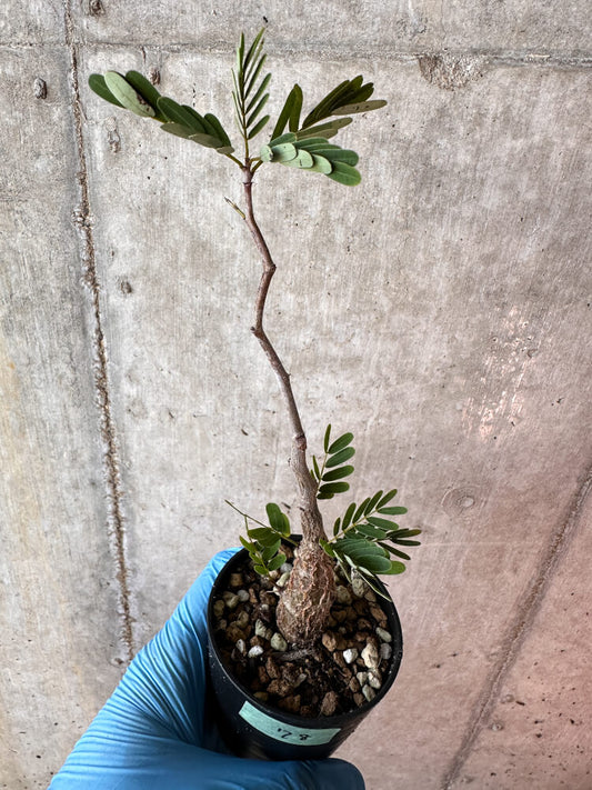 【現品限り】センナ・メリディオナリス 実生【A78】 Senna meridionalis