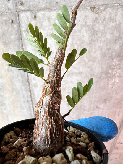 【現品限り】センナ・メリディオナリス 実生【A78】 Senna meridionalis