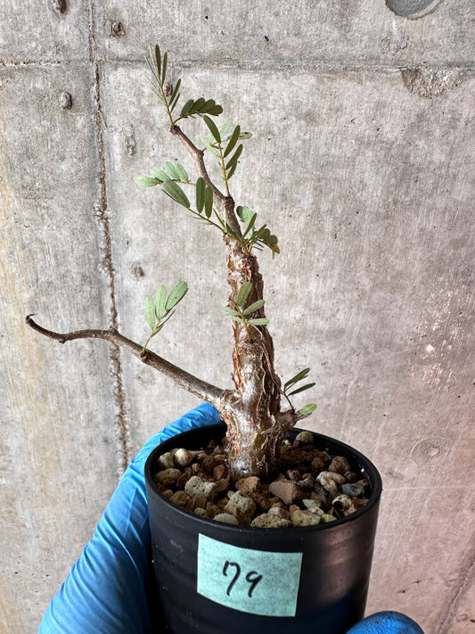 【現品限り】センナ・メリディオナリス 実生【A79】 Senna meridionalis