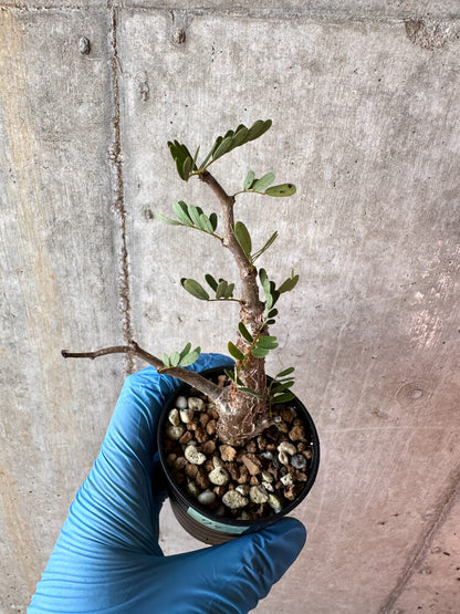 【現品限り】センナ・メリディオナリス 実生【A79】 Senna meridionalis