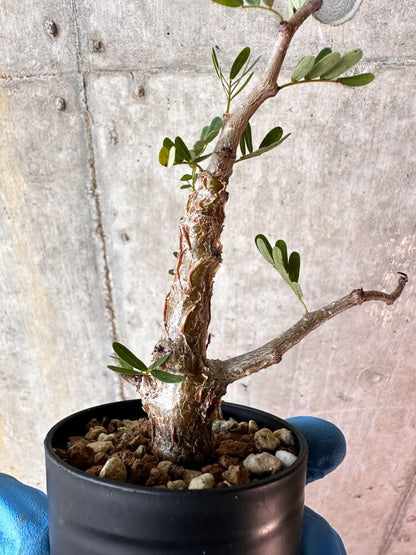 【現品限り】センナ・メリディオナリス 実生【A79】 Senna meridionalis