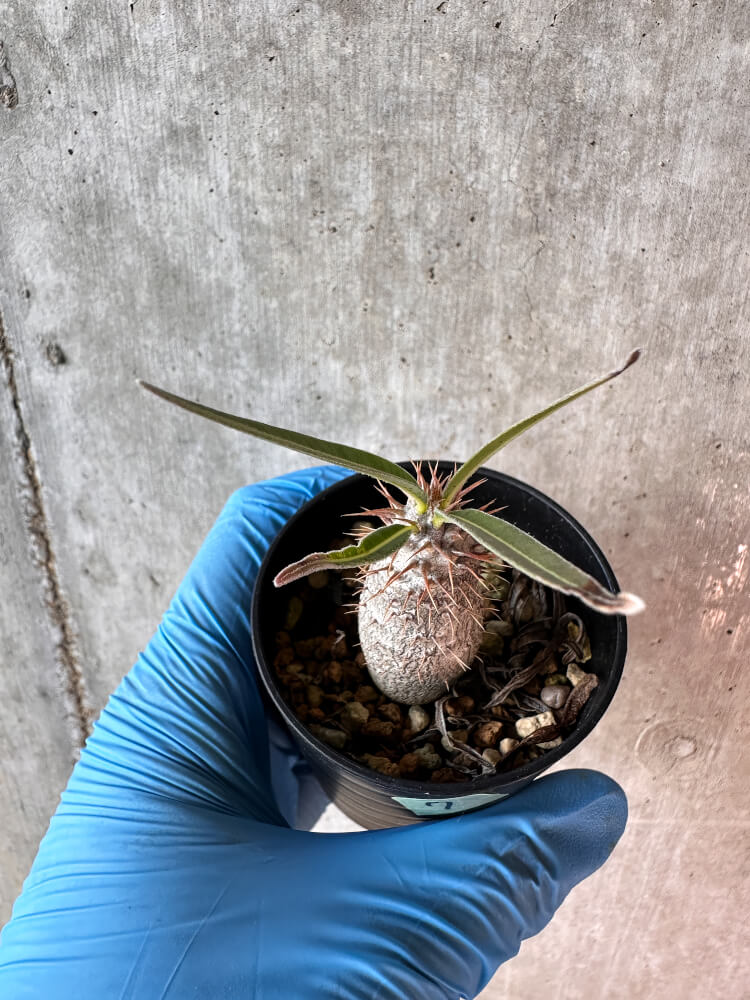 【現品限り】パキポディウム・グラキリス【A7】 Pachypodium gracilius