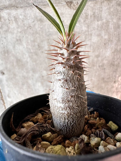 【現品限り】パキポディウム・グラキリス【A7】 Pachypodium gracilius