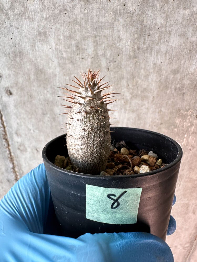 【現品限り】パキポディウム・グラキリス【A8】 Pachypodium gracilius
