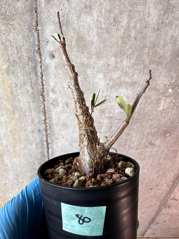 【現品限り】センナ・メリディオナリス 実生【A80】 Senna meridionalis