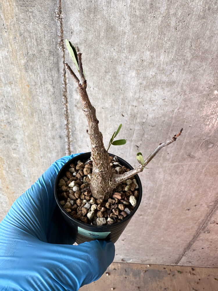 【現品限り】センナ・メリディオナリス 実生【A80】 Senna meridionalis