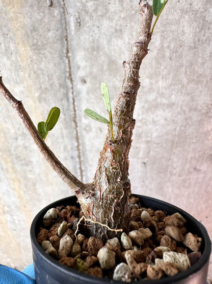 【現品限り】センナ・メリディオナリス 実生【A80】 Senna meridionalis