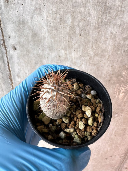 【現品限り】パキポディウム・グラキリス【A8】 Pachypodium gracilius
