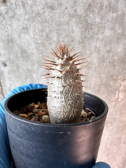 【現品限り】パキポディウム・グラキリス【A8】 Pachypodium gracilius