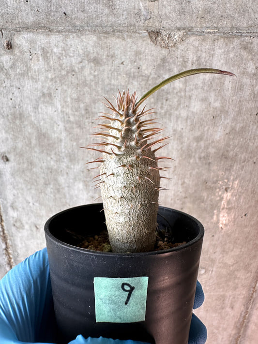 【現品限り】パキポディウム・グラキリス【A9】 Pachypodium gracilius