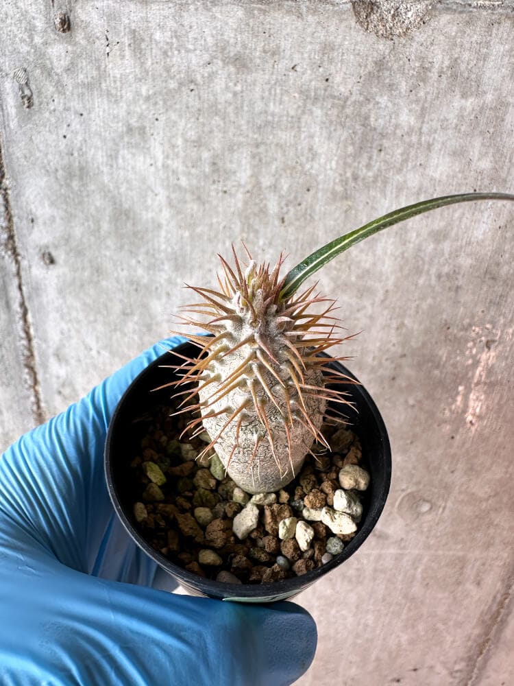 現品限り】パキポディウム・グラキリス【A9】 Pachypodium gracilius