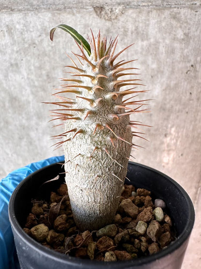 【現品限り】パキポディウム・グラキリス【A9】 Pachypodium gracilius