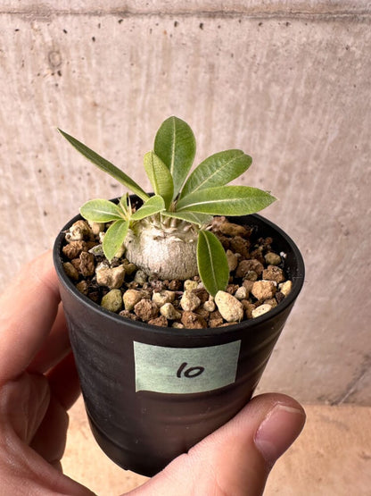 【現品限り】パキポディウム・エニグマチカム【B10】 Pachypodium enigmaticum