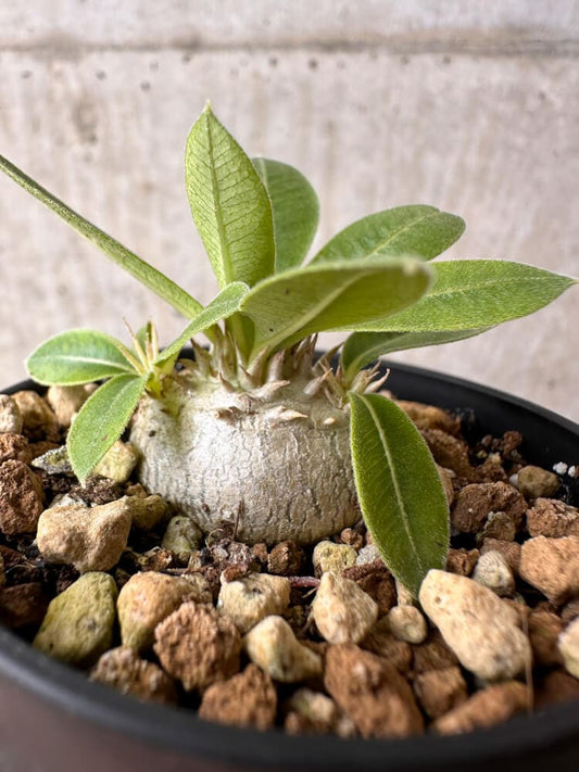 【現品限り】パキポディウム・エニグマチカム【B10】 Pachypodium enigmaticum