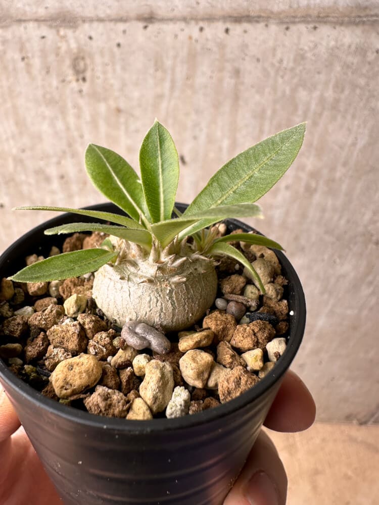 【現品限り】パキポディウム・エニグマチカム【B10】 Pachypodium enigmaticum