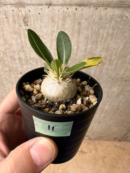 【現品限り】パキポディウム・エニグマチカム【B11】 Pachypodium enigmaticum