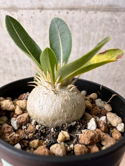 【現品限り】パキポディウム・エニグマチカム【B11】 Pachypodium enigmaticum