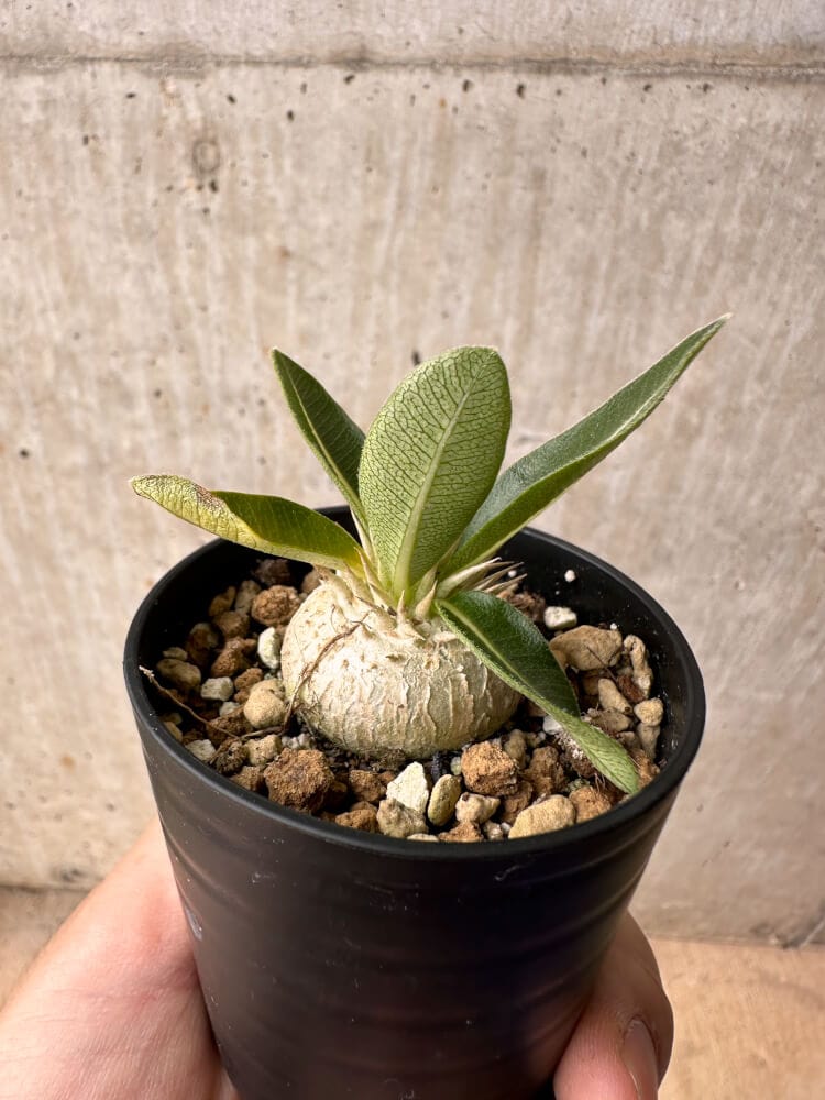 【現品限り】パキポディウム・エニグマチカム【B11】 Pachypodium enigmaticum