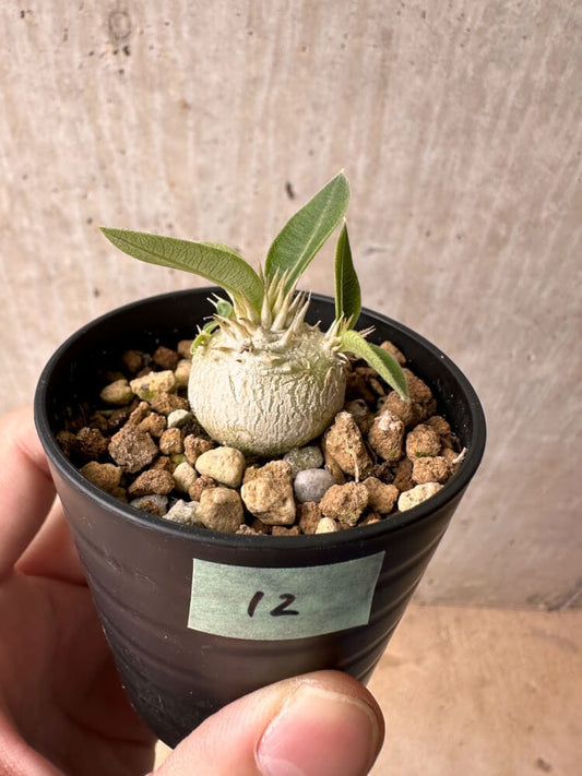 【現品限り】パキポディウム・エニグマチカム【B12】 Pachypodium enigmaticum