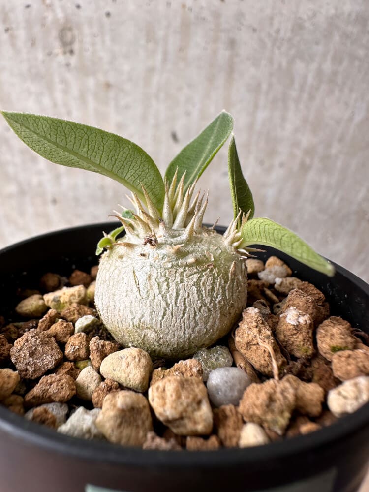 【現品限り】パキポディウム・エニグマチカム【B12】 Pachypodium enigmaticum