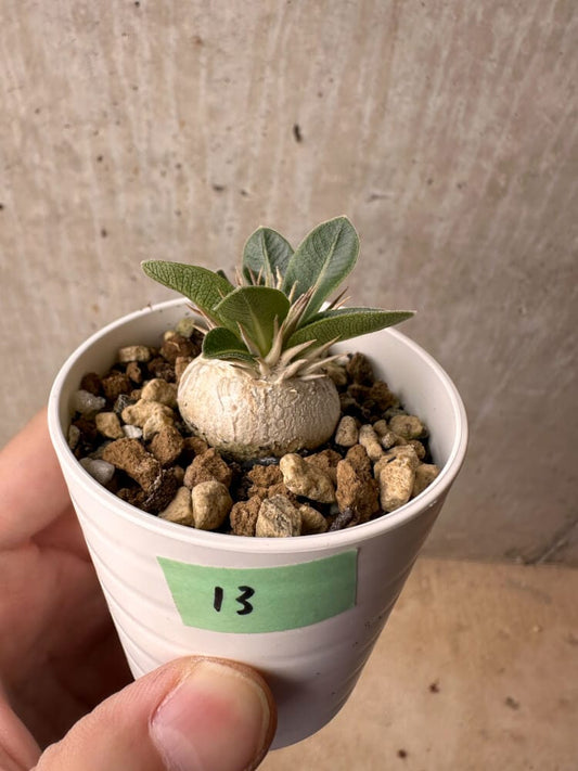 【現品限り】パキポディウム・エニグマチカム【B13】 Pachypodium enigmaticum