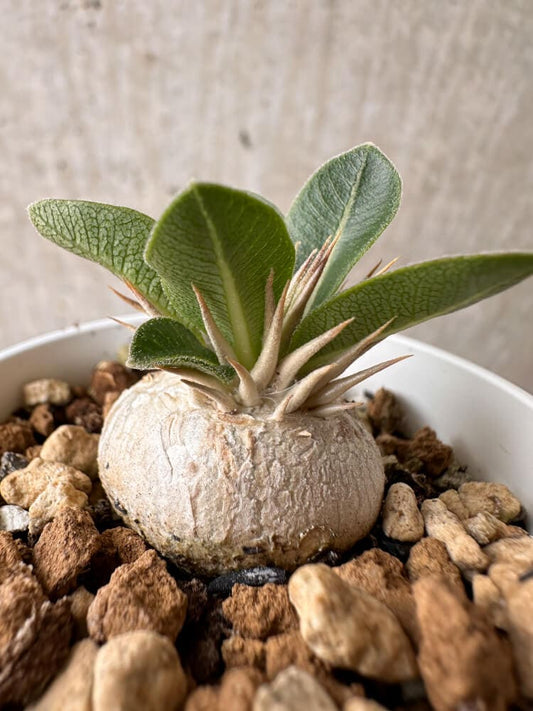 【現品限り】パキポディウム・エニグマチカム【B13】 Pachypodium enigmaticum