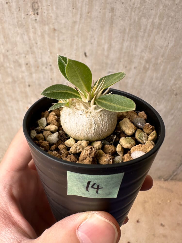 【現品限り】パキポディウム・エニグマチカム【B14】 Pachypodium enigmaticum