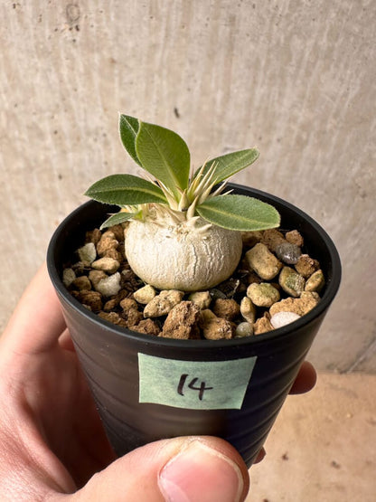 【現品限り】パキポディウム・エニグマチカム【B14】 Pachypodium enigmaticum