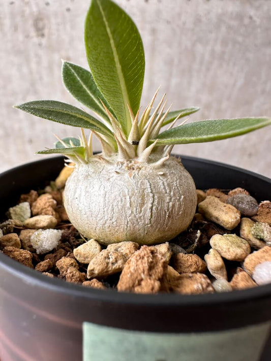【現品限り】パキポディウム・エニグマチカム【B14】 Pachypodium enigmaticum