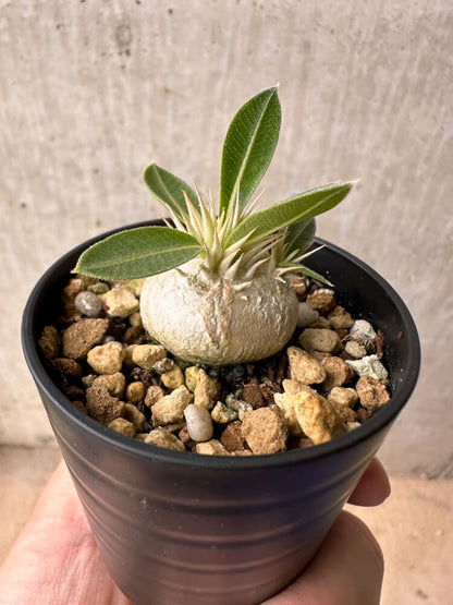 【現品限り】パキポディウム・エニグマチカム【B14】 Pachypodium enigmaticum