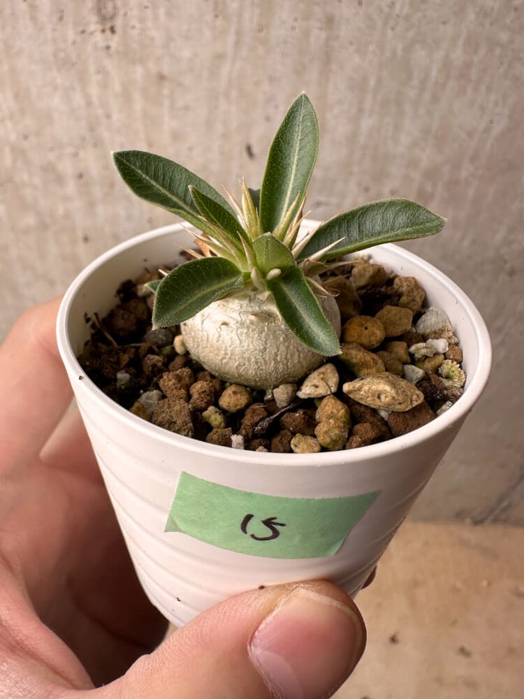【現品限り】パキポディウム・エニグマチカム【B15】 Pachypodium enigmaticum