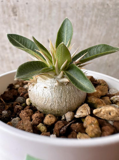 【現品限り】パキポディウム・エニグマチカム【B15】 Pachypodium enigmaticum
