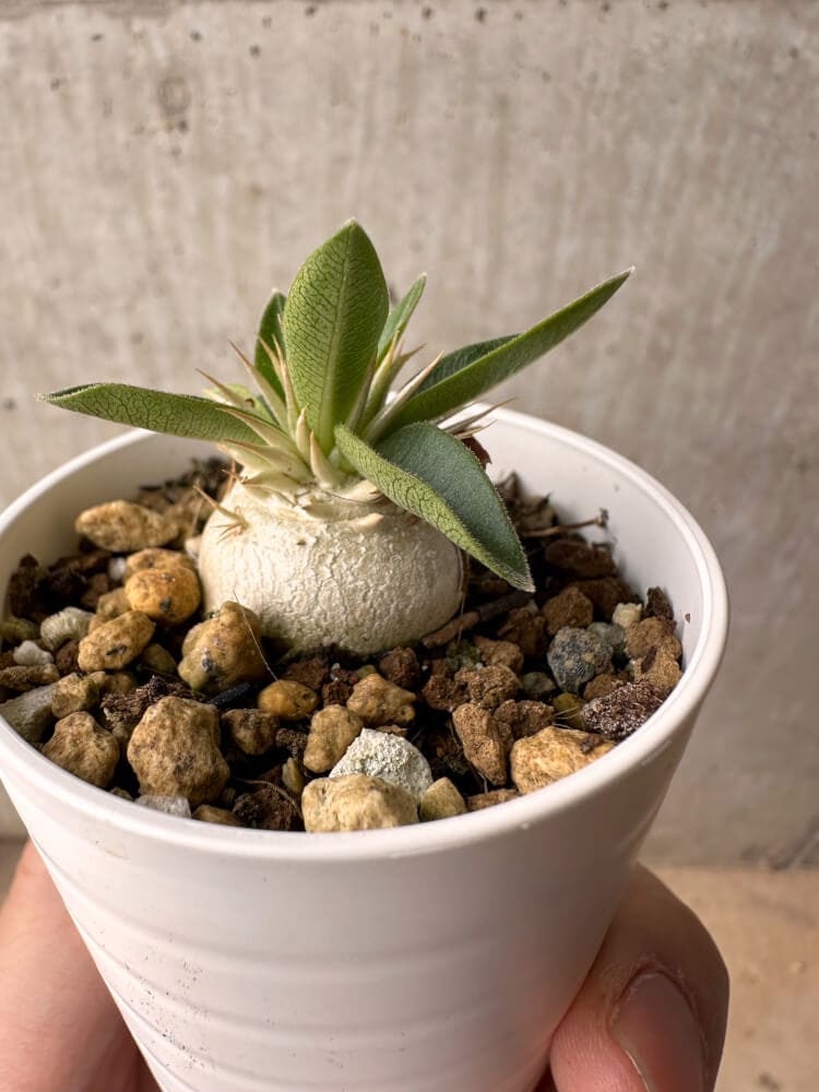 【現品限り】パキポディウム・エニグマチカム【B15】 Pachypodium enigmaticum