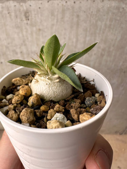 【現品限り】パキポディウム・エニグマチカム【B15】 Pachypodium enigmaticum